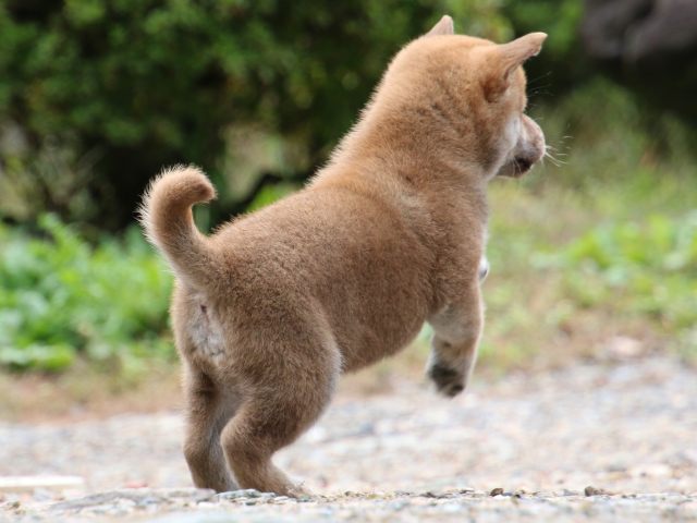IMG_8415-shiba-puppy IMG_8415-shiba-puppy