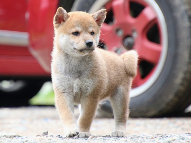 IMG_8427-shiba-puppy IMG_8427-shiba-puppy