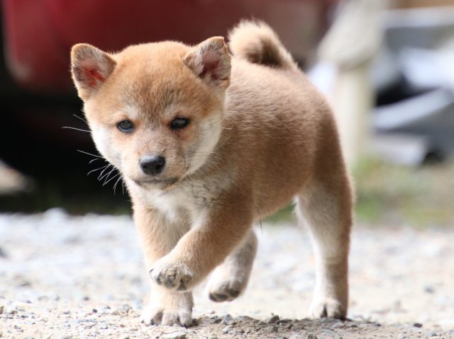 IMG_8502-shiba-puppy IMG_8502-shiba-puppy
