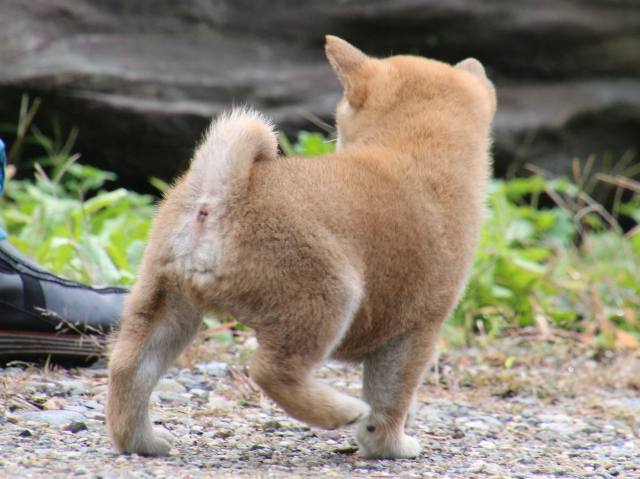 IMG_8512-shiba-puppy IMG_8512-shiba-puppy