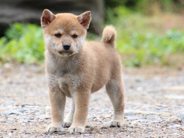 IMG_8538-shiba-puppy IMG_8538-shiba-puppy