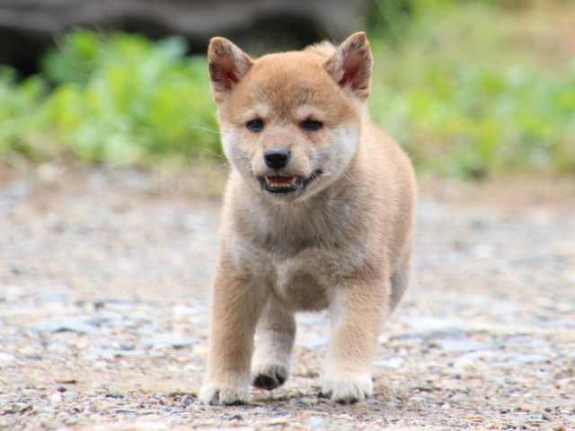IMG_8541-shiba-puppy IMG_8541-shiba-puppy