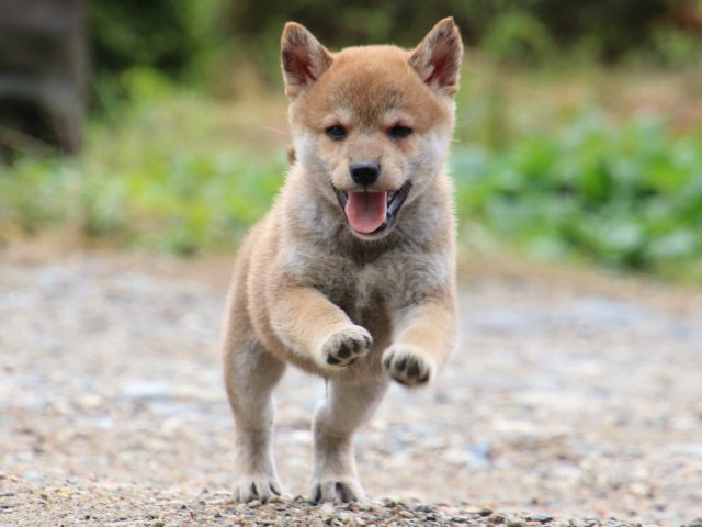 IMG_8546-shiba-puppy IMG_8546-shiba-puppy