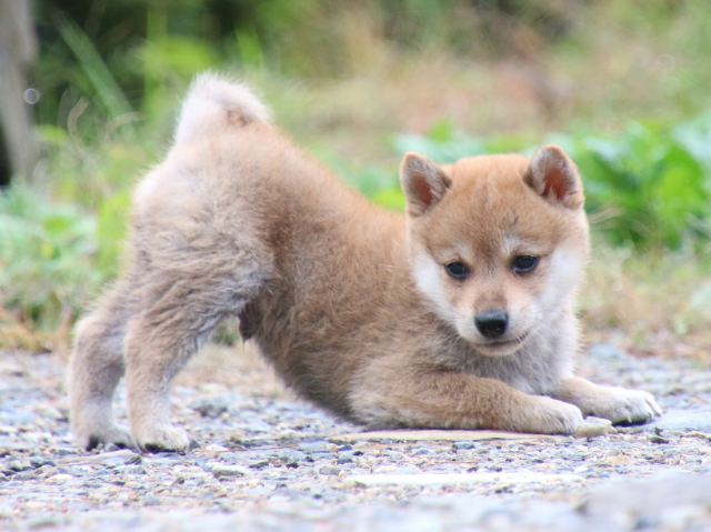 IMG_8564-shiba-puppy