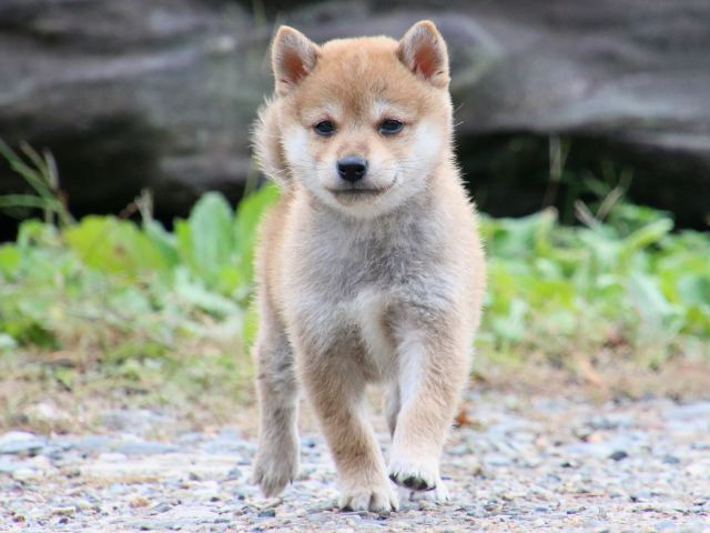 IMG_8586-shiba-puppy