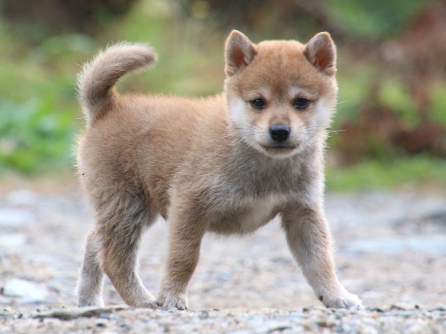 IMG_8597-shiba-puppy