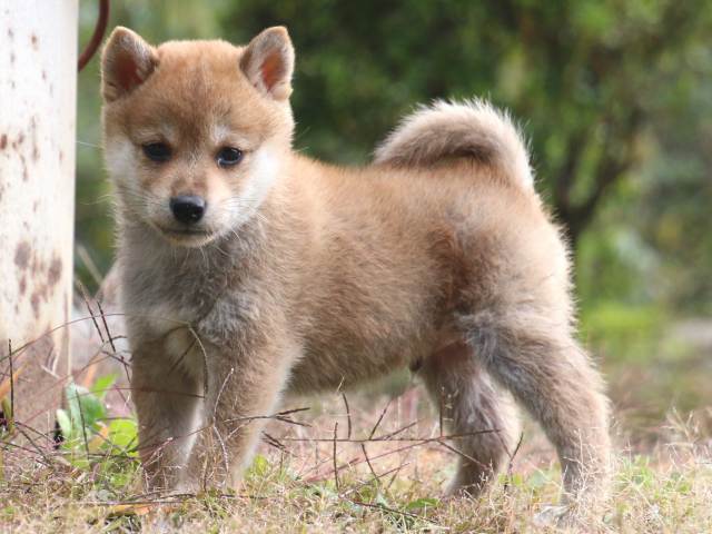 IMG_8678-shiba-puppy