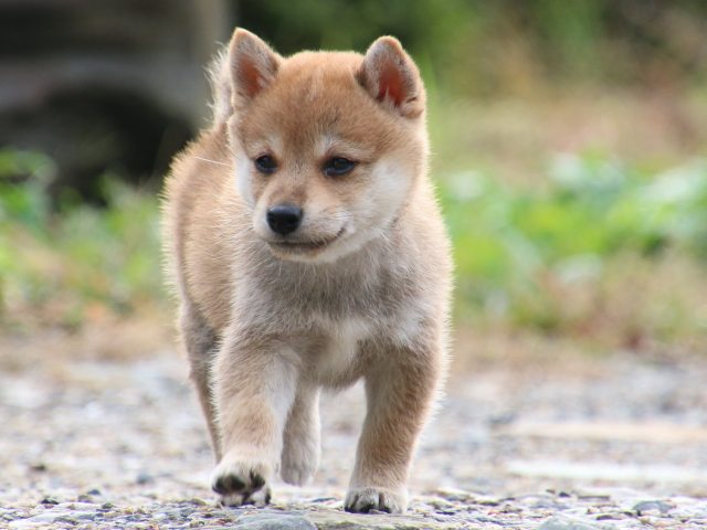 IMG_8734-shiba-puppy