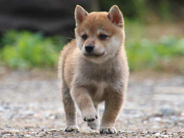 IMG_8743-shiba-puppy