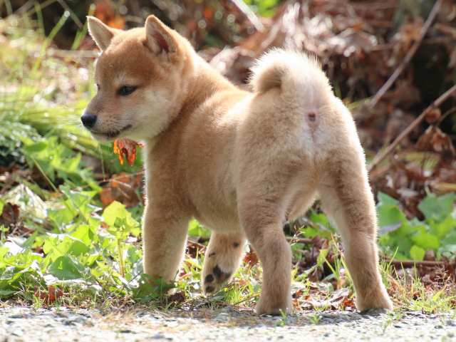 IMG_8801-shiba-puppy IMG_8801-shiba-puppy