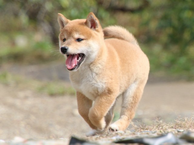 IMG_8815-shiba-puppy IMG_8815-shiba-puppy