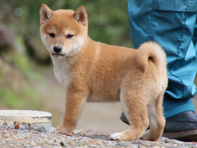 IMG_8857-shiba-puppy IMG_8857-shiba-puppy