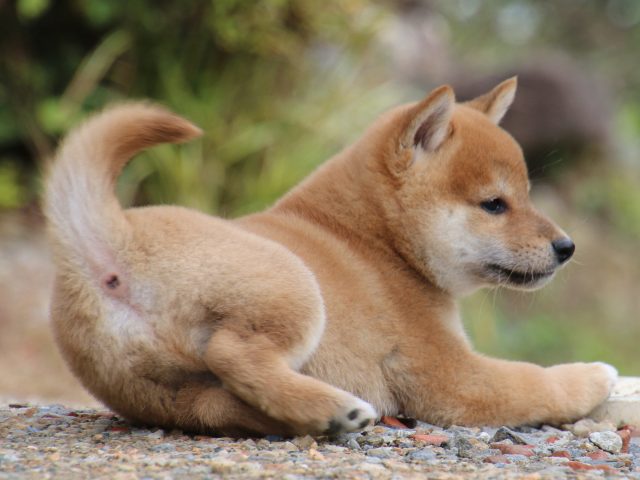 IMG_8860-shiba-puppy IMG_8860-shiba-puppy