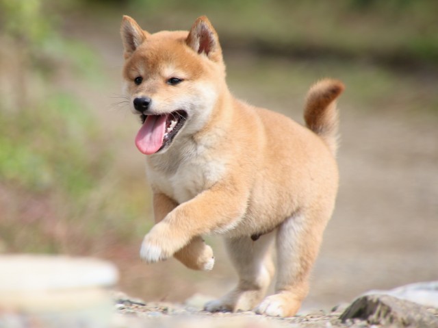 IMG_8899-shiba-puppy IMG_8899-shiba-puppy