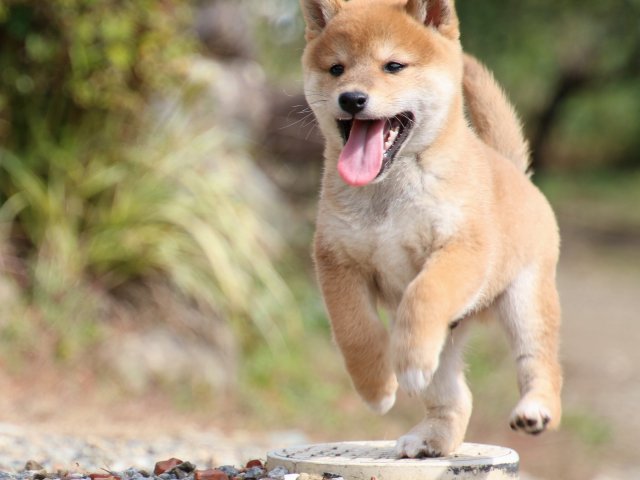 IMG_8906-shiba-puppy IMG_8906-shiba-puppy
