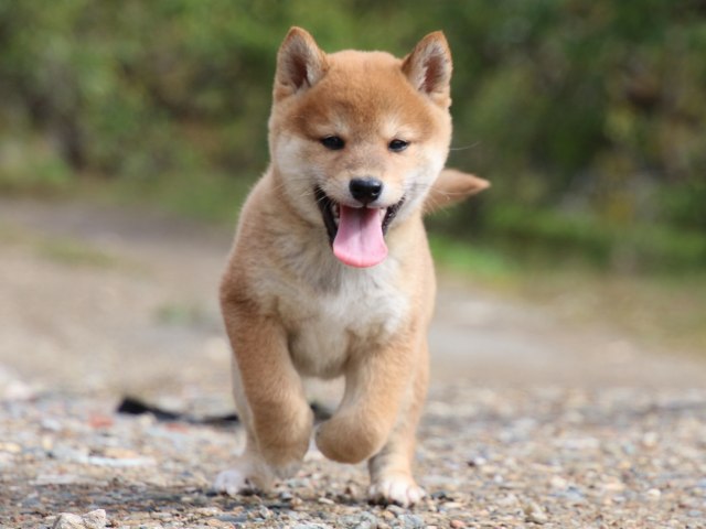 IMG_8971-shiba-puppy IMG_8971-shiba-puppy