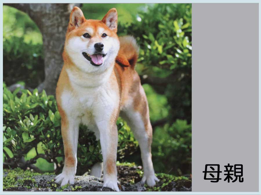 suzumi