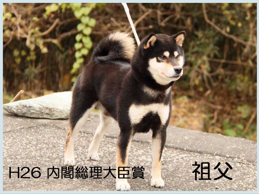 七錦3