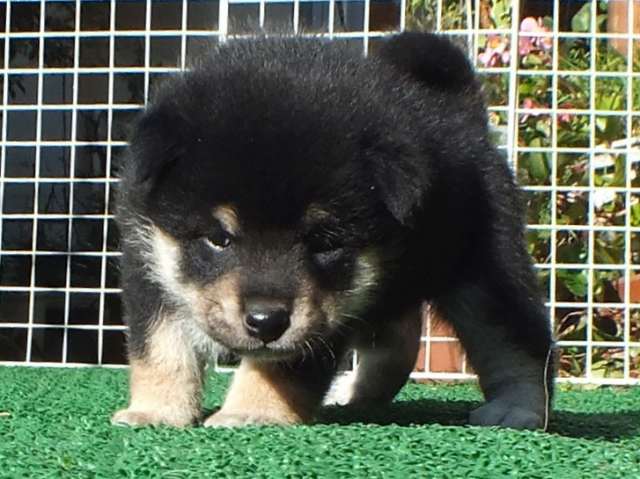 DSCF2871-shiba-puppy DSCF2871-shiba-puppy