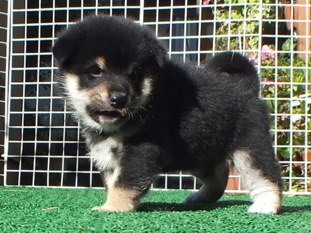 DSCF2875-shiba-puppy DSCF2875-shiba-puppy