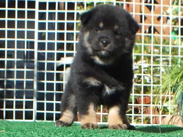 DSCF2878-shiba-puppy DSCF2878-shiba-puppy