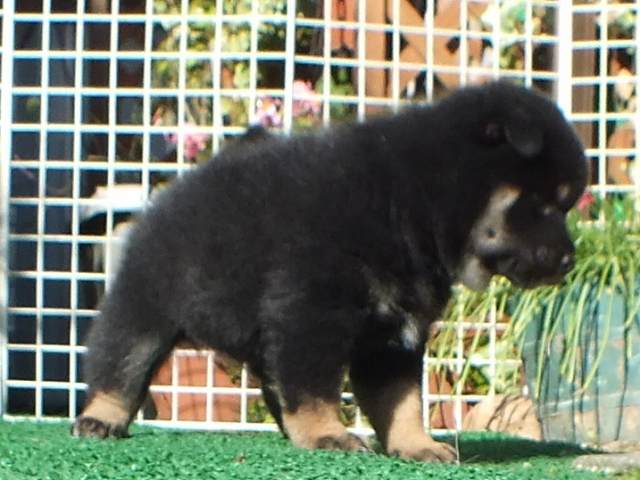DSCF2879-shiba-puppy DSCF2879-shiba-puppy