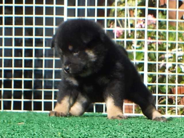 DSCF2881-shiba-puppy DSCF2881-shiba-puppy