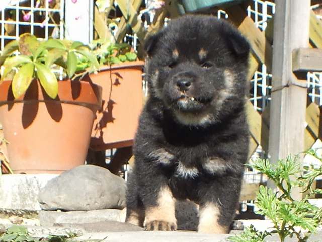 DSCF2882-shiba-puppy DSCF2882-shiba-puppy