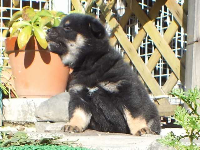 DSCF2883-shiba-puppy DSCF2883-shiba-puppy