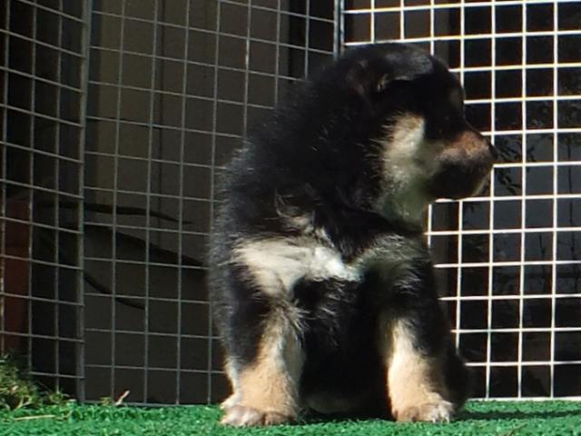DSCF2893-shiba-puppy DSCF2893-shiba-puppy