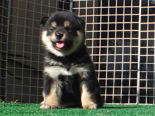 DSCF2894-shiba-puppy DSCF2894-shiba-puppy