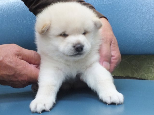 DSCF2914-shiba-puppy DSCF2914-shiba-puppy
