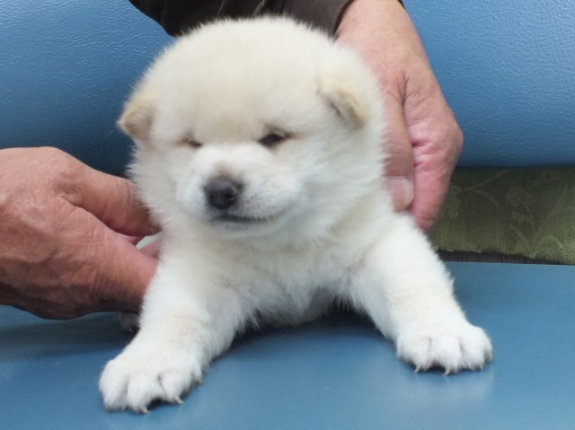 DSCF2915-shiba-puppy DSCF2915-shiba-puppy
