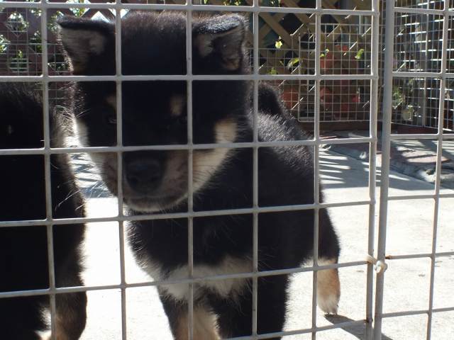 DSCF3062-shiba-puppy DSCF3062-shiba-puppy