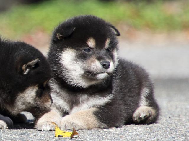 FP5A0353-puppy FP5A0353-puppy