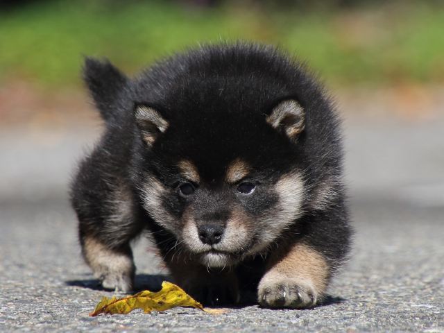 FP5A0361-puppy FP5A0361-puppy