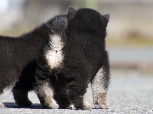 FP5A0388-puppy FP5A0388-puppy