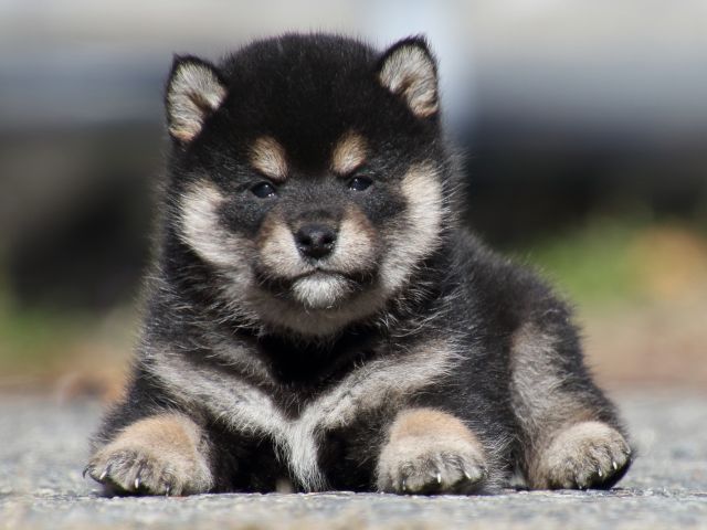 FP5A0404-puppy FP5A0404-puppy