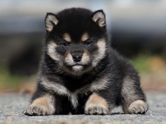 FP5A0405-puppy FP5A0405-puppy