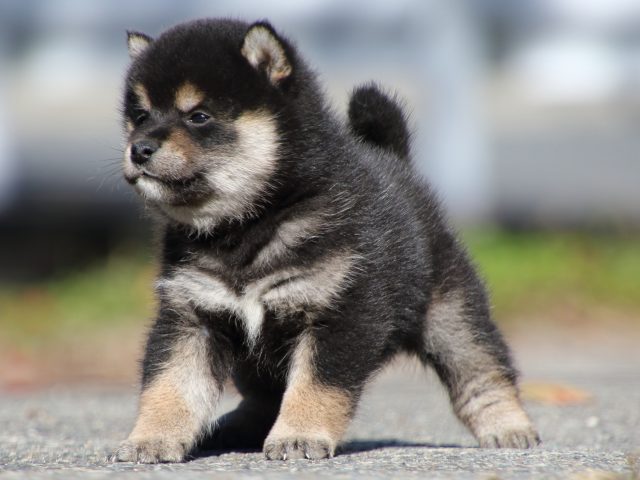 FP5A0413-puppy FP5A0413-puppy