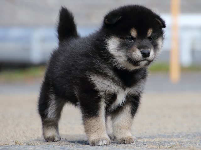 FP5A0447-puppy FP5A0447-puppy