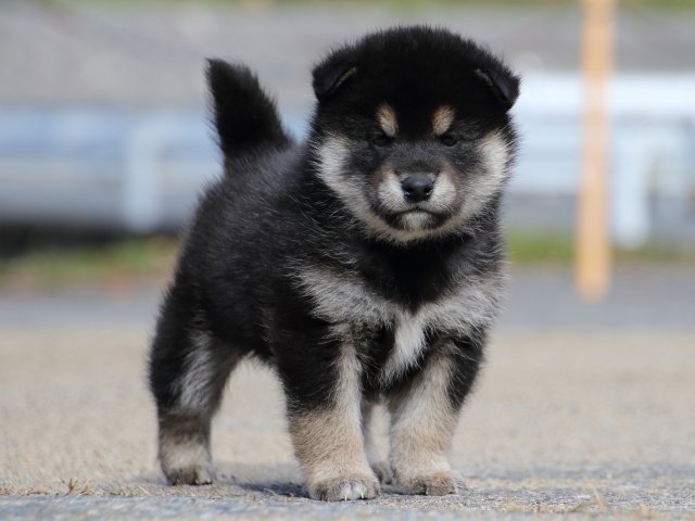 FP5A0452-puppy FP5A0452-puppy