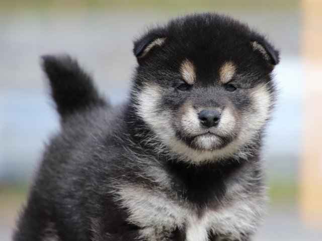 FP5A0470-puppy FP5A0470-puppy