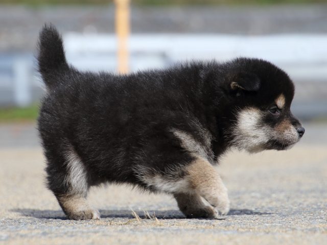FP5A0486-puppy FP5A0486-puppy