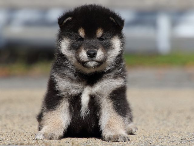 FP5A0503-puppy FP5A0503-puppy