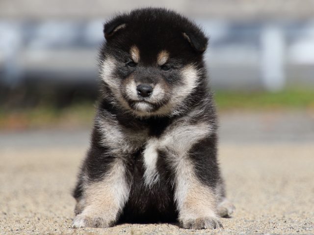 FP5A0506-puppy FP5A0506-puppy