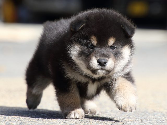 FP5A0535-puppy FP5A0535-puppy
