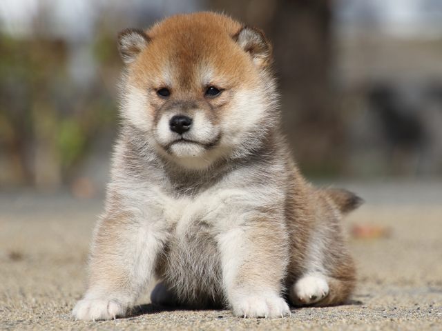 FP5A0560-puppy FP5A0560-puppy