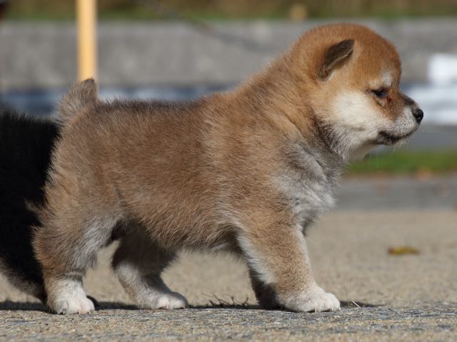 FP5A0595-puppy FP5A0595-puppy