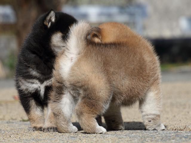 FP5A0626-puppy FP5A0626-puppy